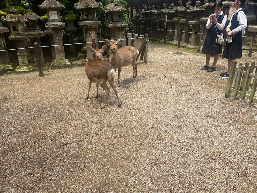 あいら