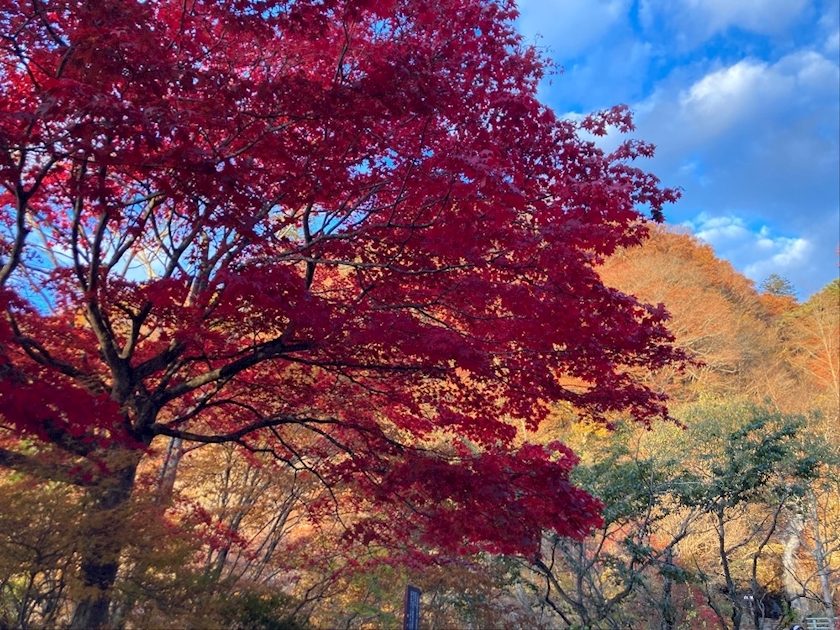エリカ