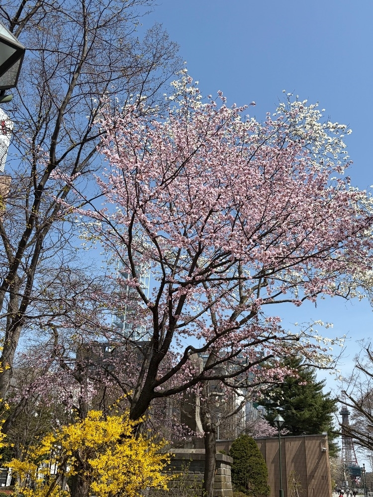 愛武 みゆう