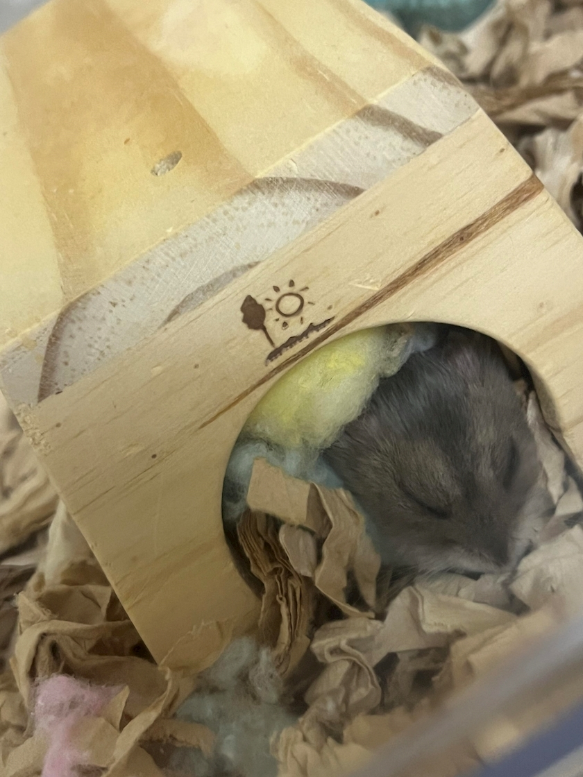 夢咲 さくら