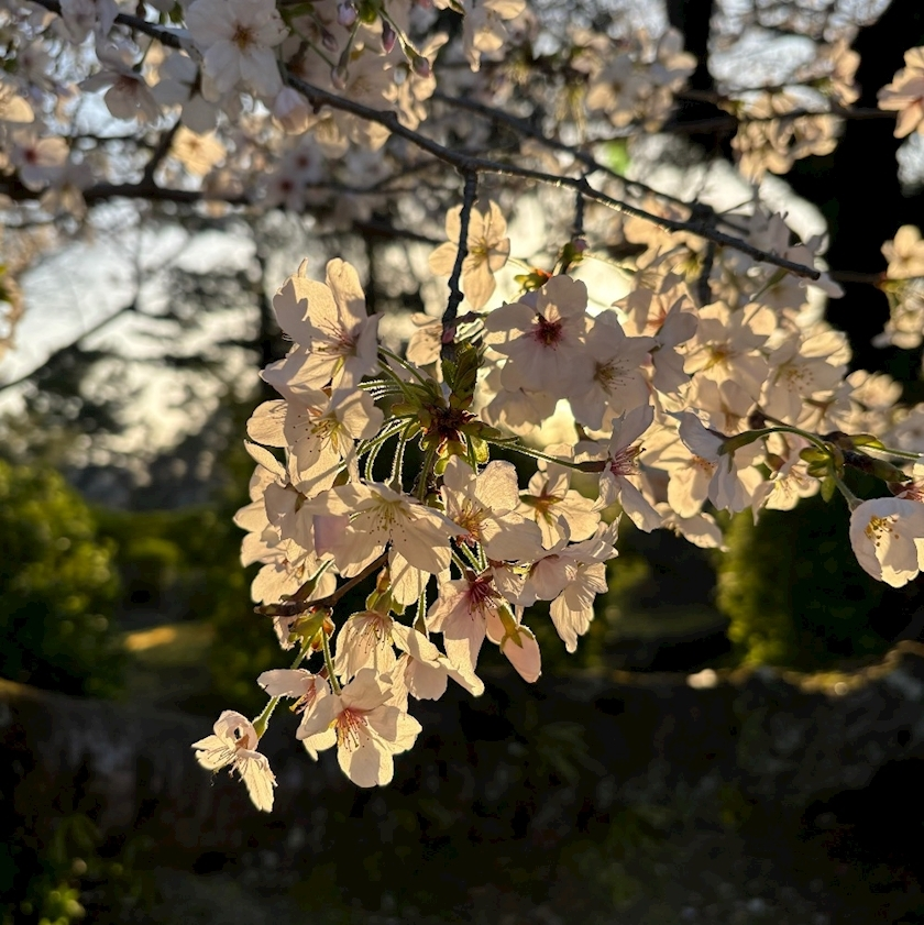 陽向 もみじ