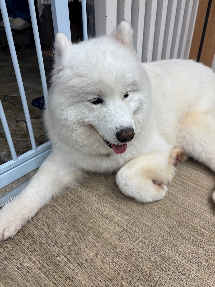 かのん