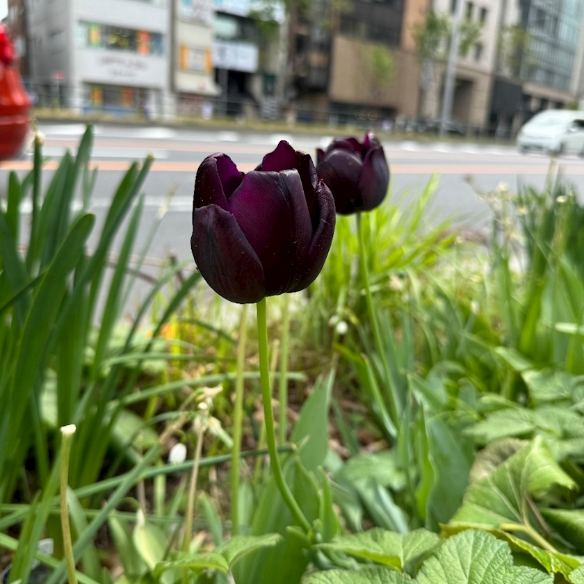しゅう