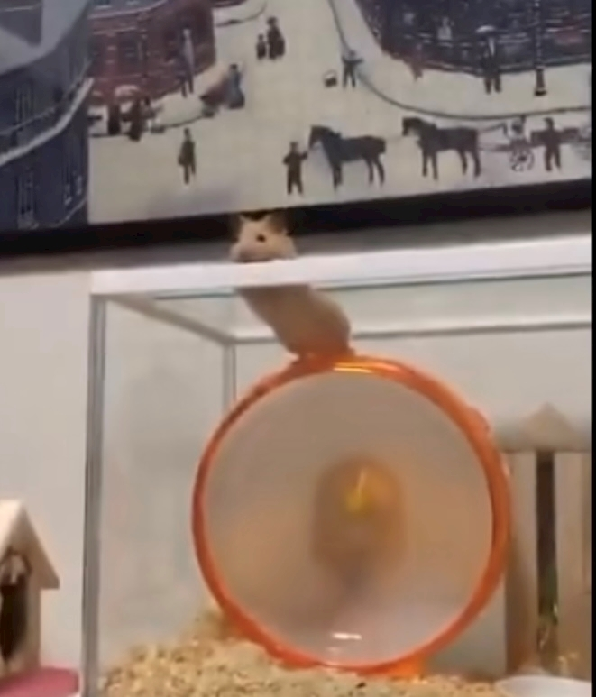 まこと