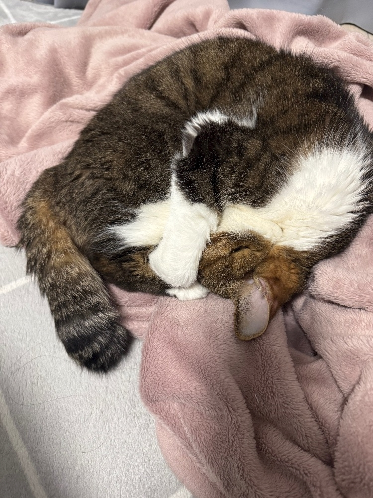 メイ