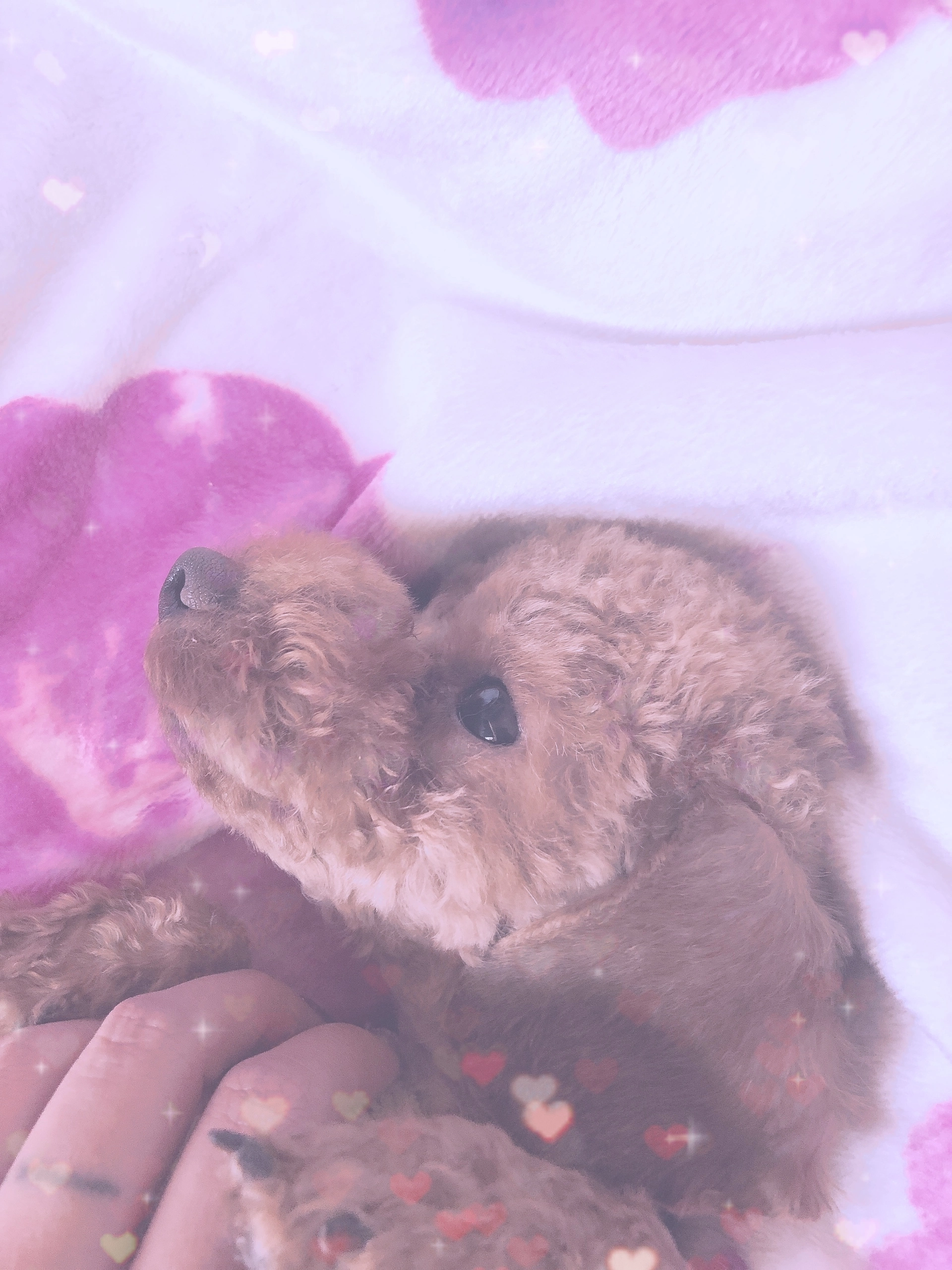 えりか