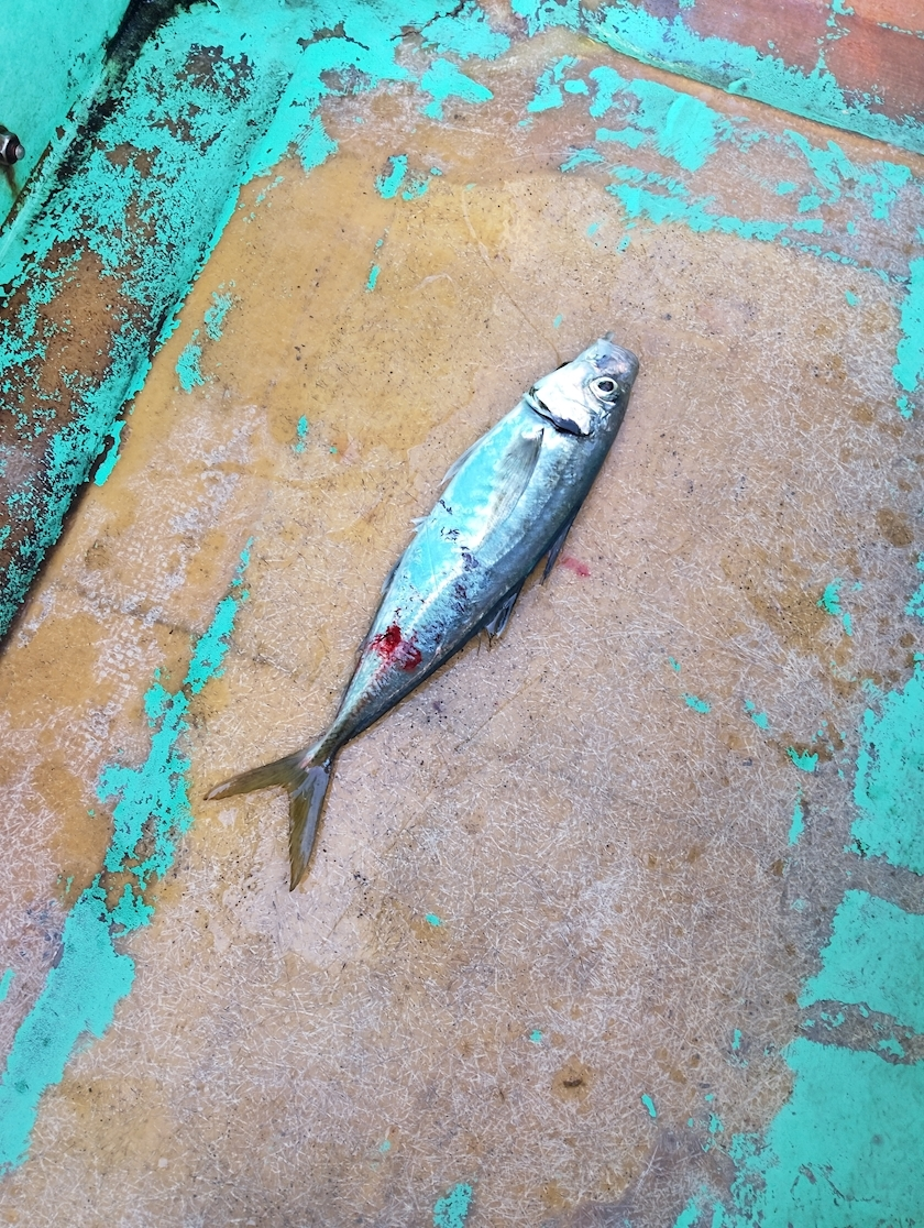 いおり