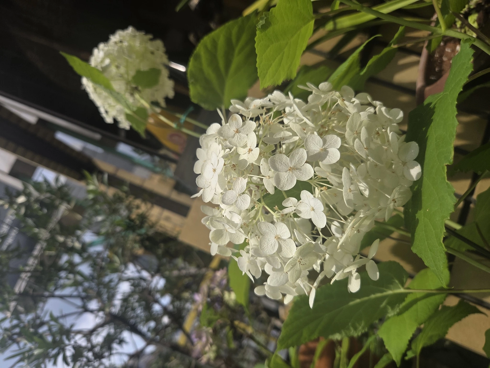 あおい