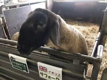 長瀬 純恋
