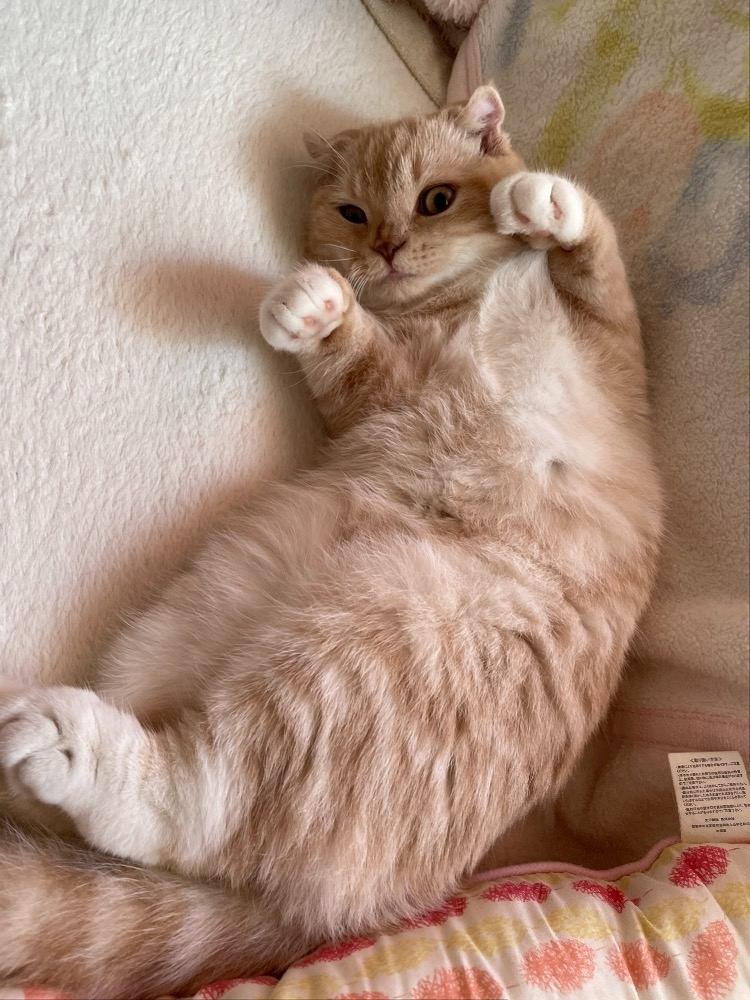 あおい