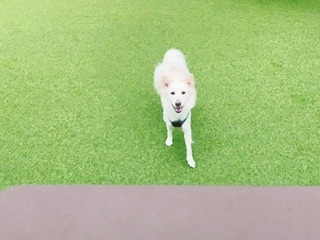 京 さゆみ