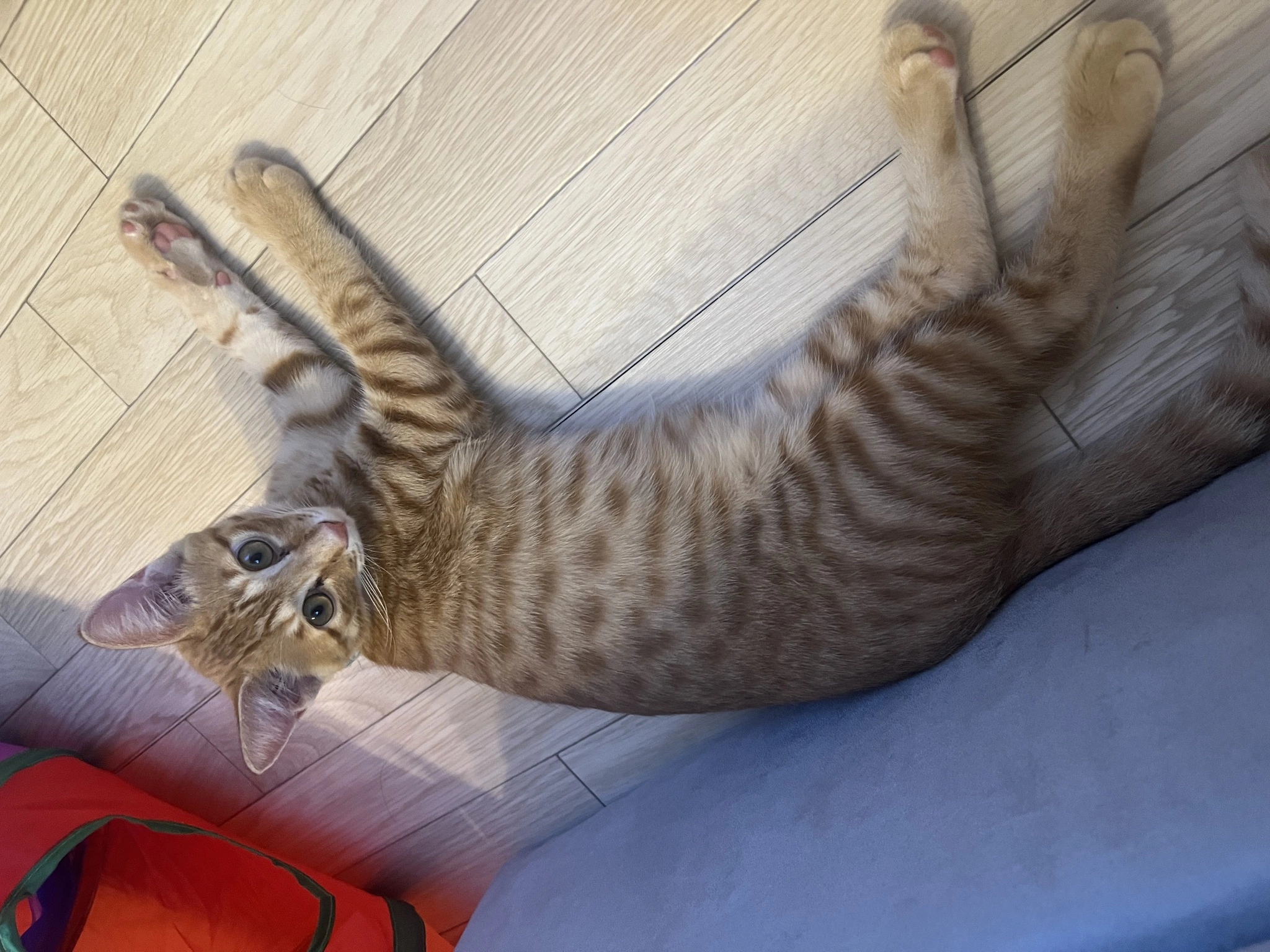 しおり