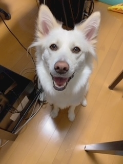 京 さゆみ