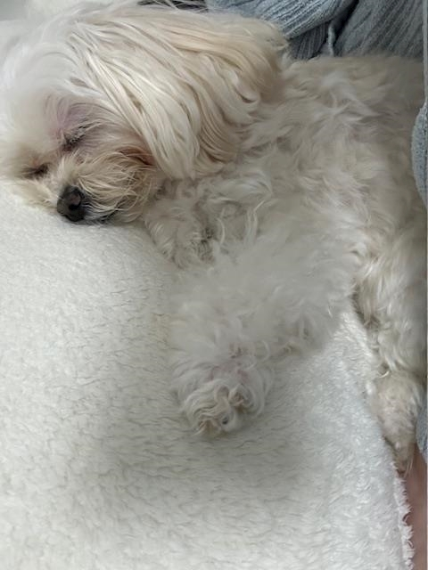 ゆきの