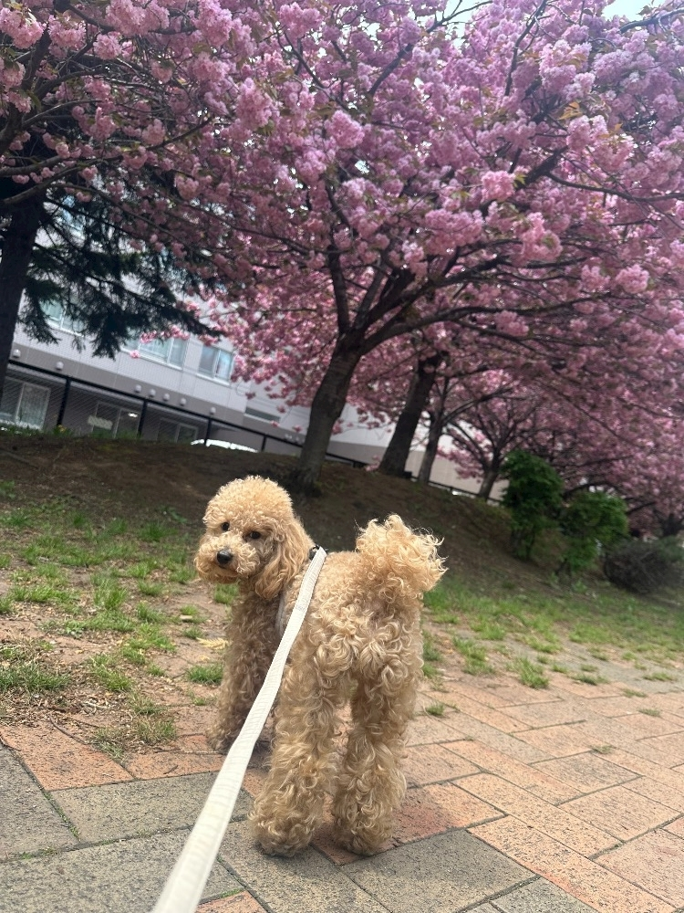 日向 茉莉