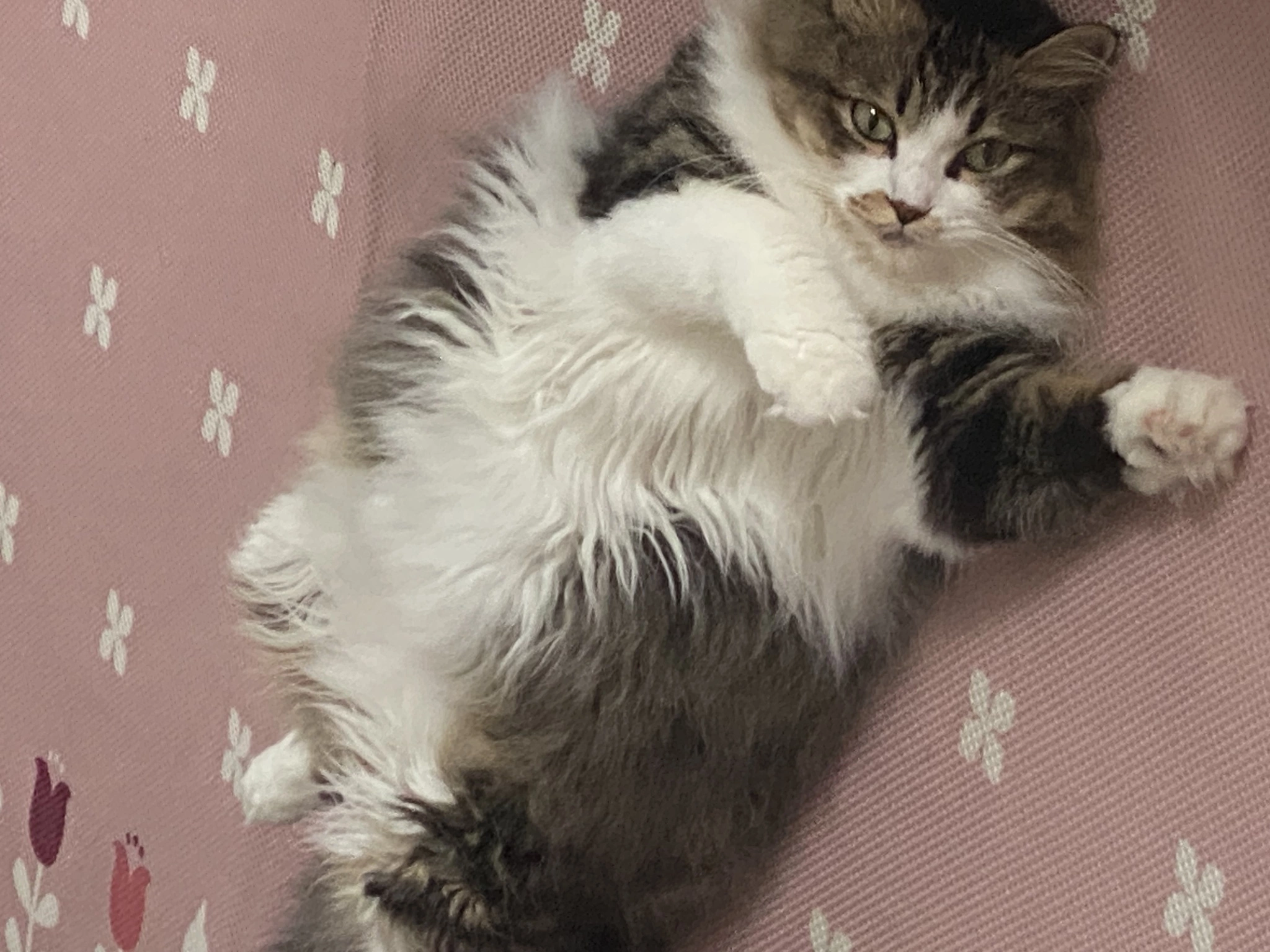 翠