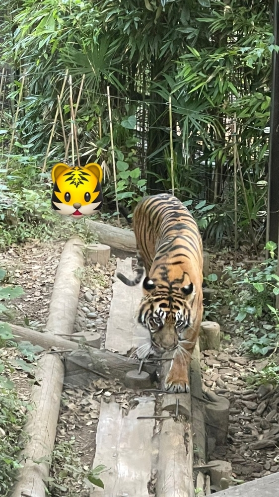 ななみ