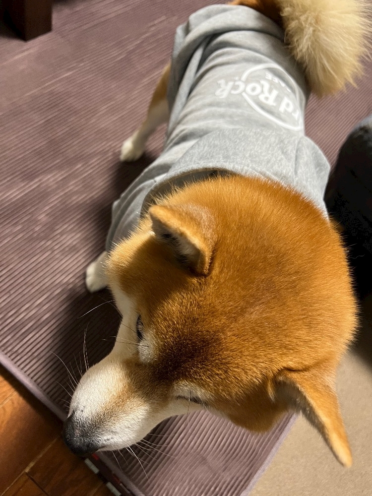 藤城 あん
