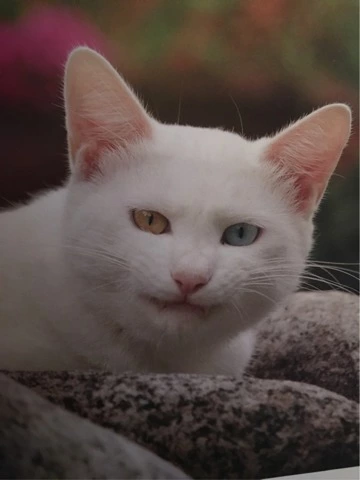 蓮見 リア
