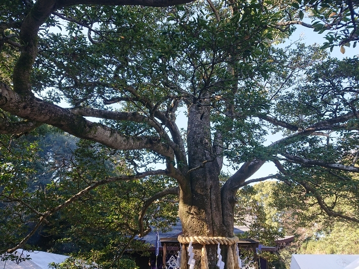 五条 椿