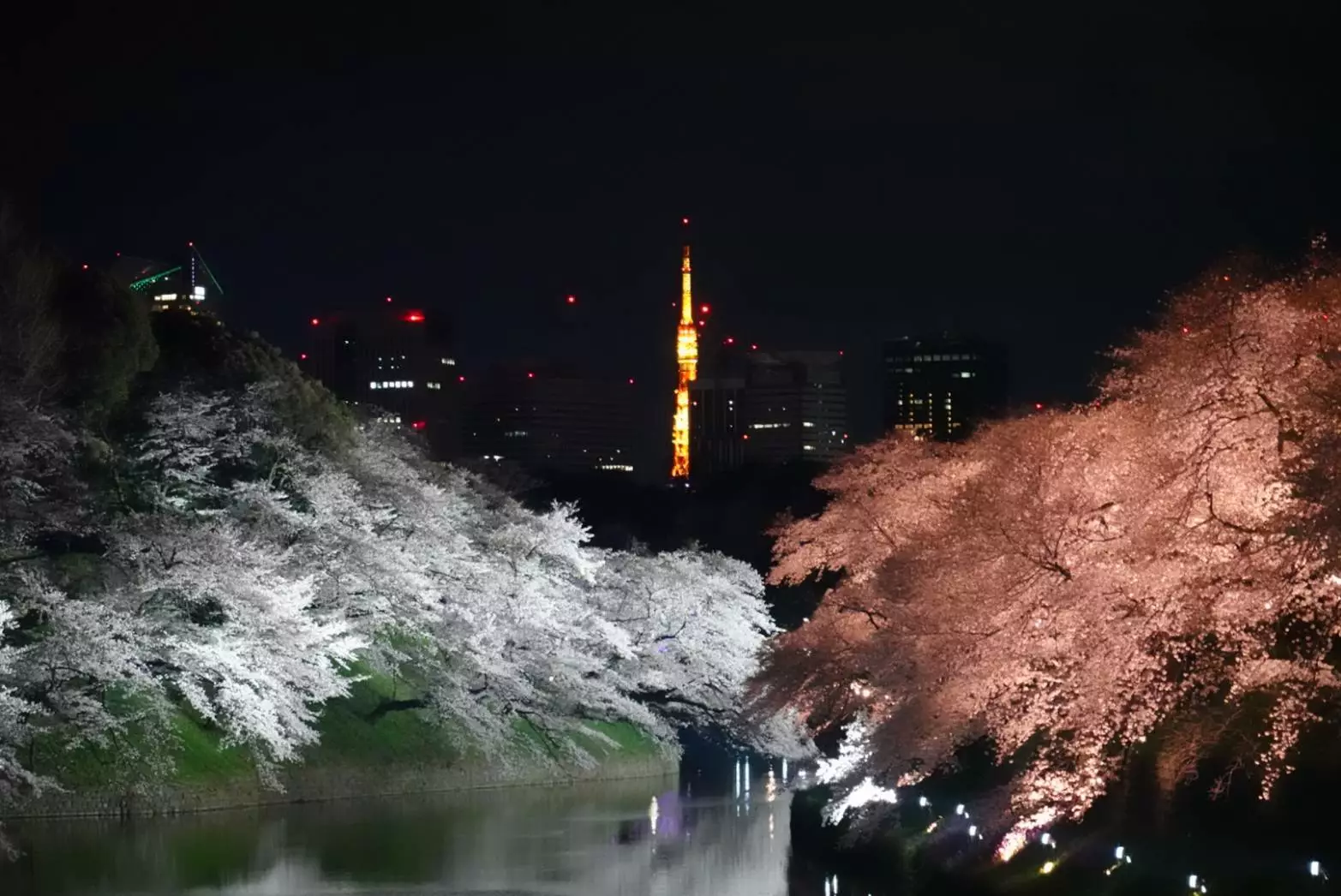 五条 椿