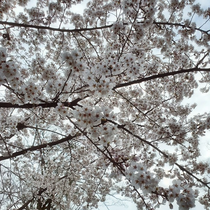 荒木 ナツミ