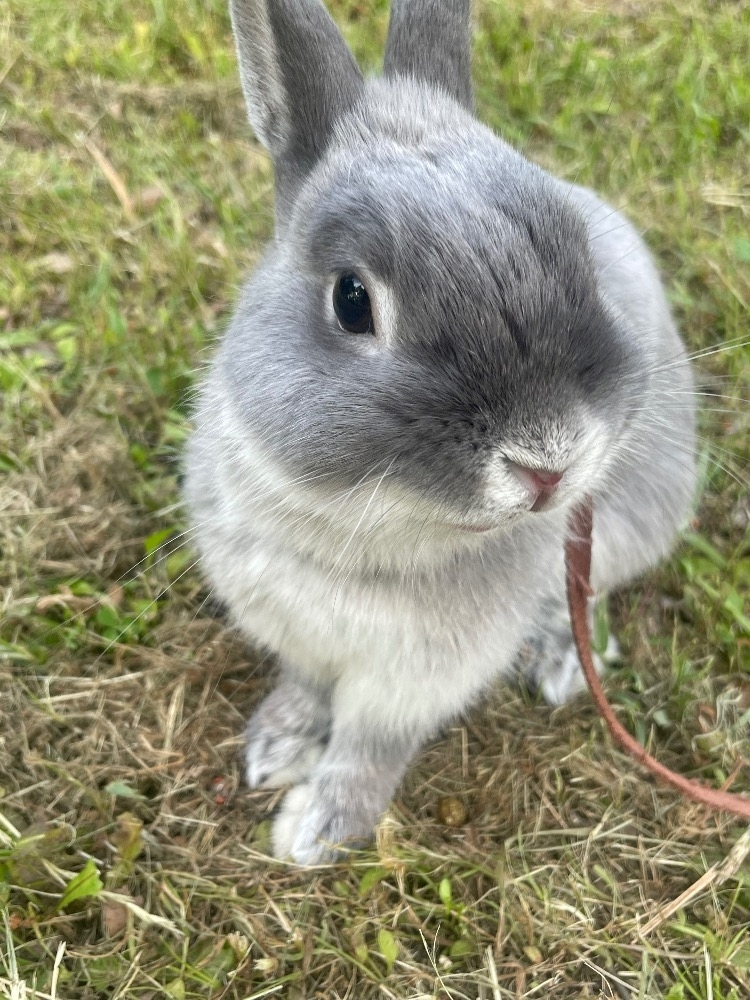 愛川 らん