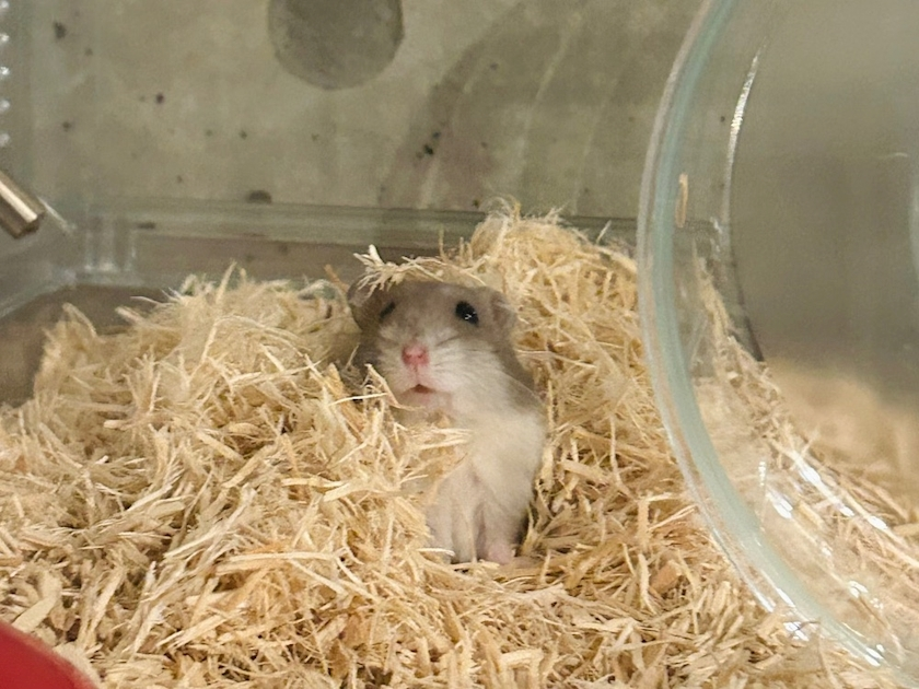 ゆな