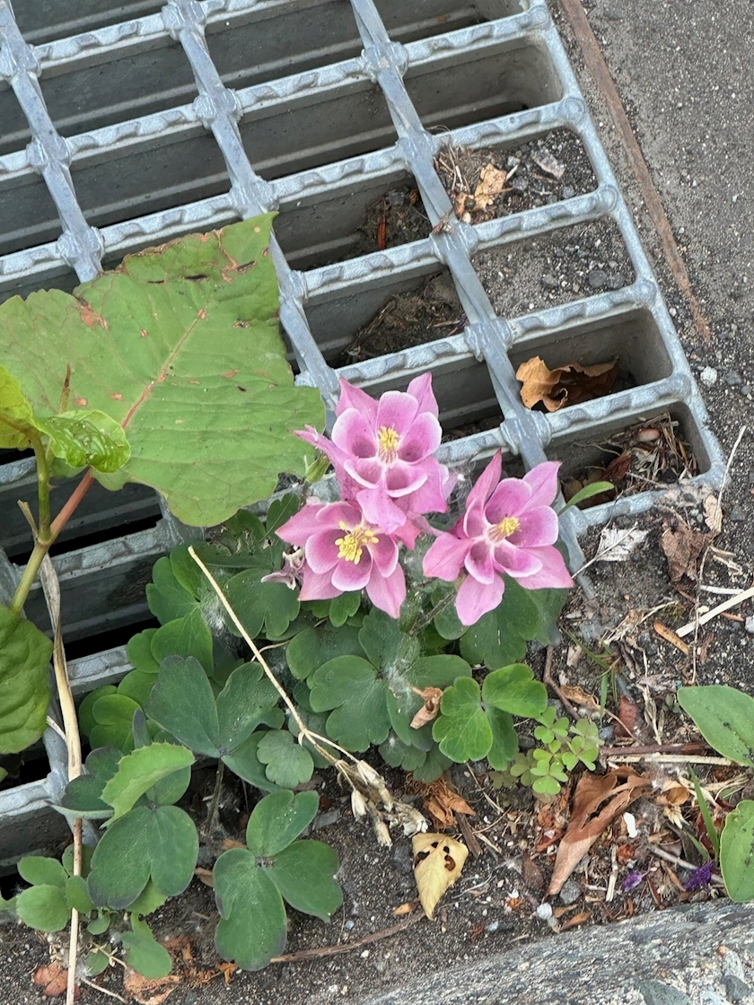 綾瀬 セナ