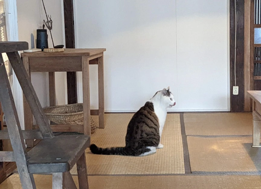 五条 椿