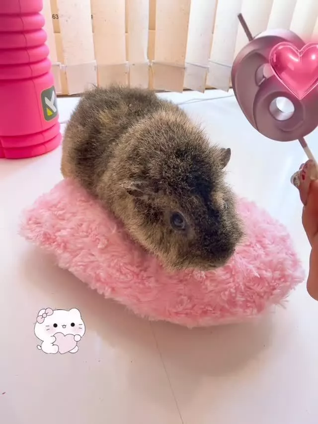 お茶の水うらん