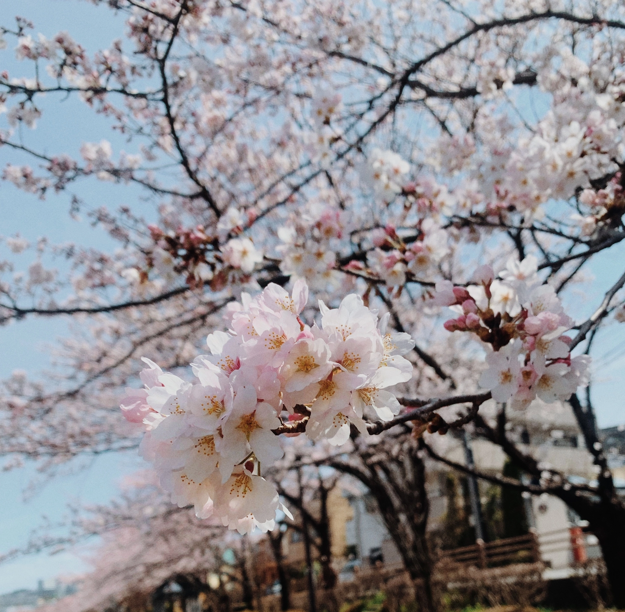 あおい