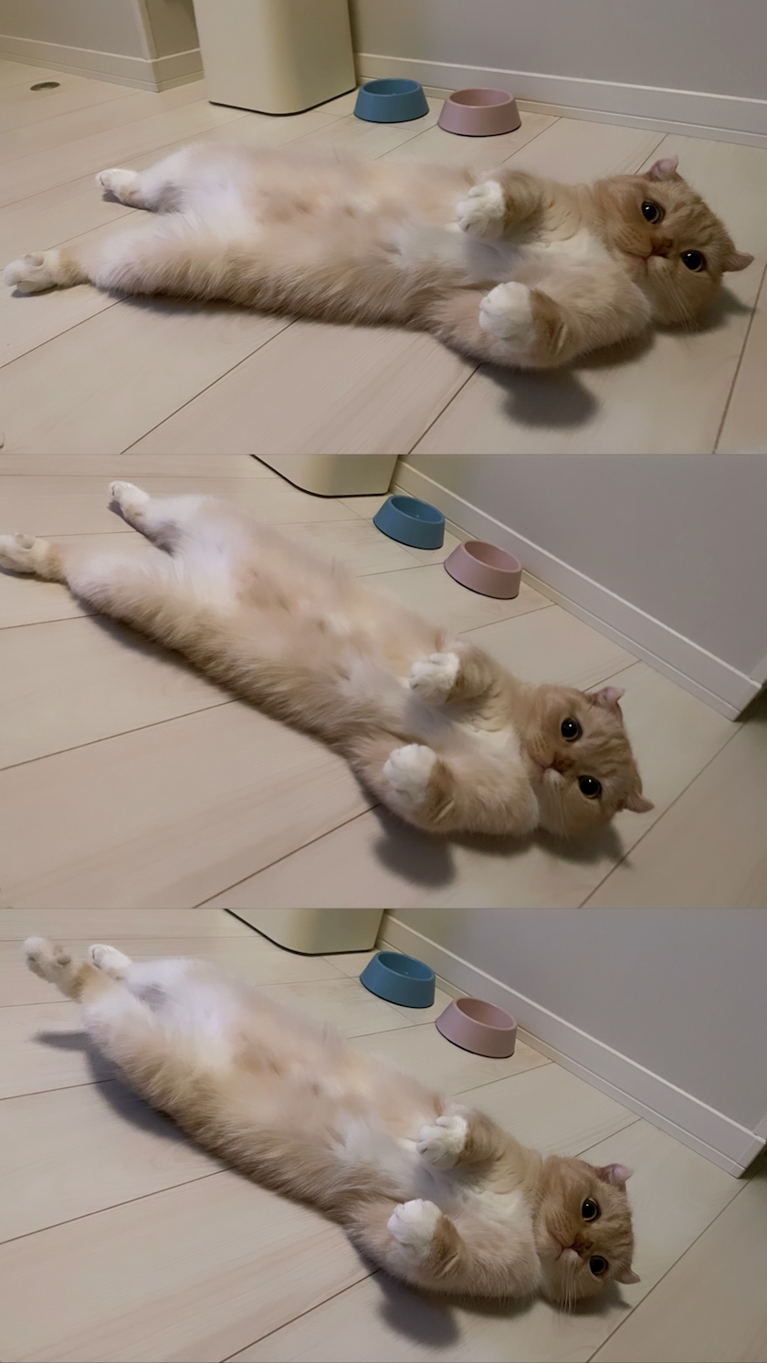 あおい