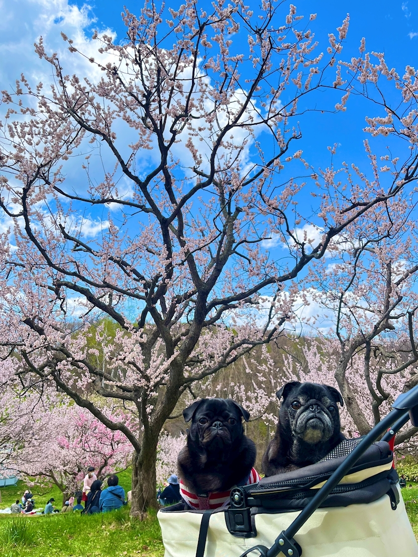 綾瀬 優