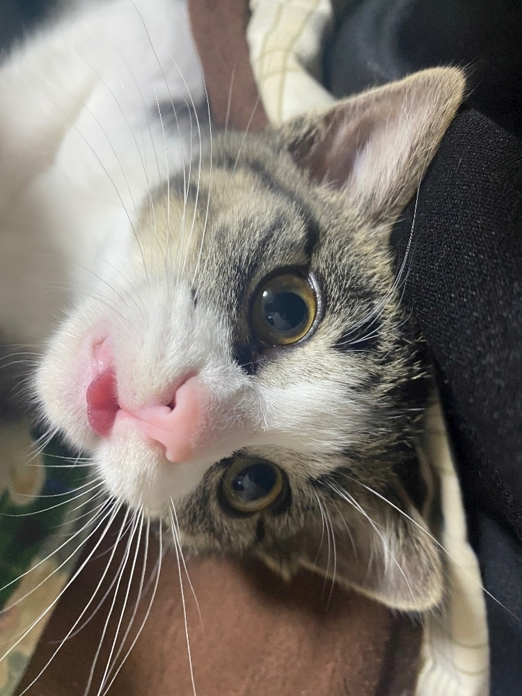 ユズ