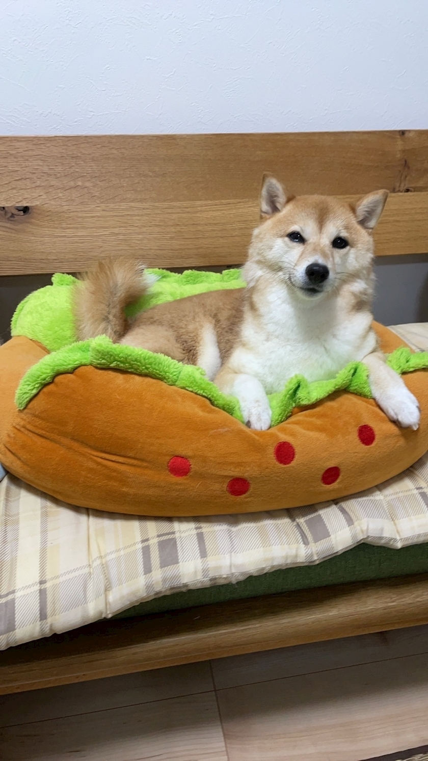 ツンデレかなの