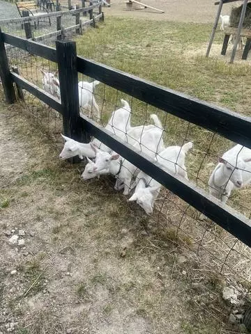 長瀬 純恋