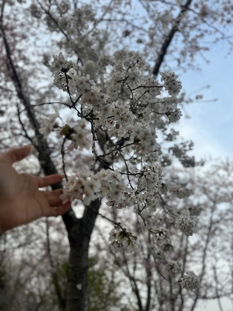 広瀬 あいり