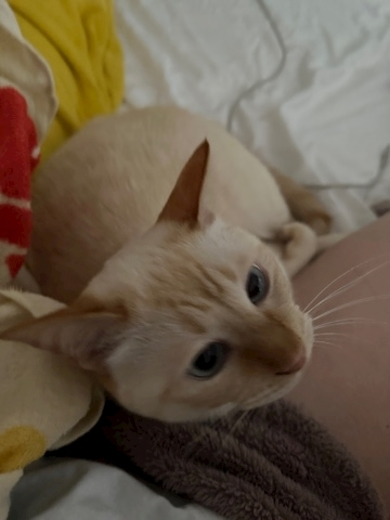 足立 はな