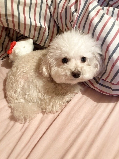 夏樹 あや