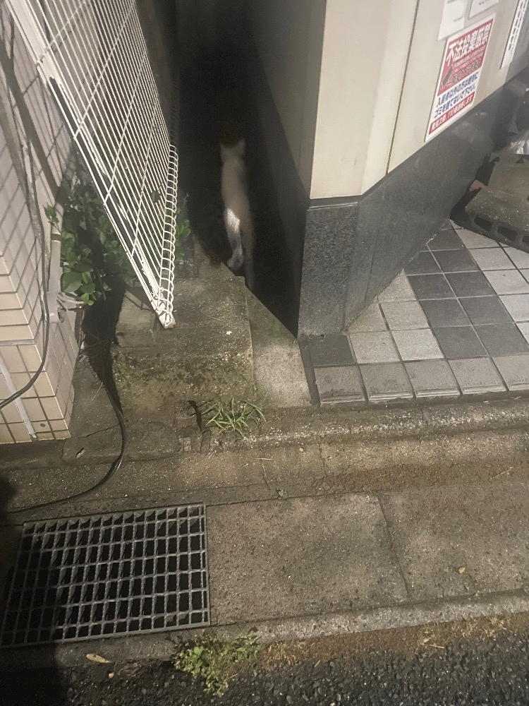 四宮 ねこ