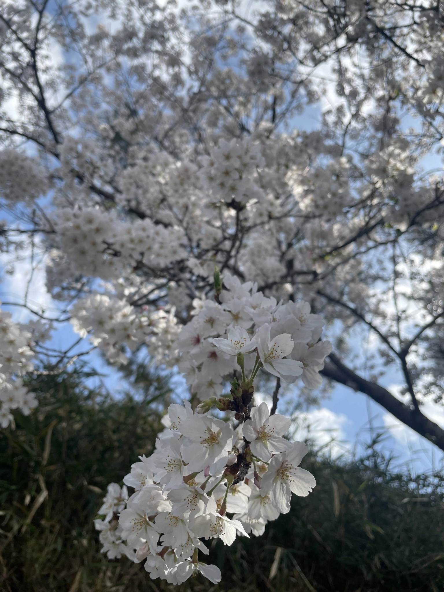 ちひろ