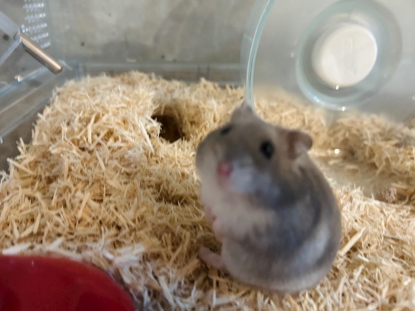 ゆな