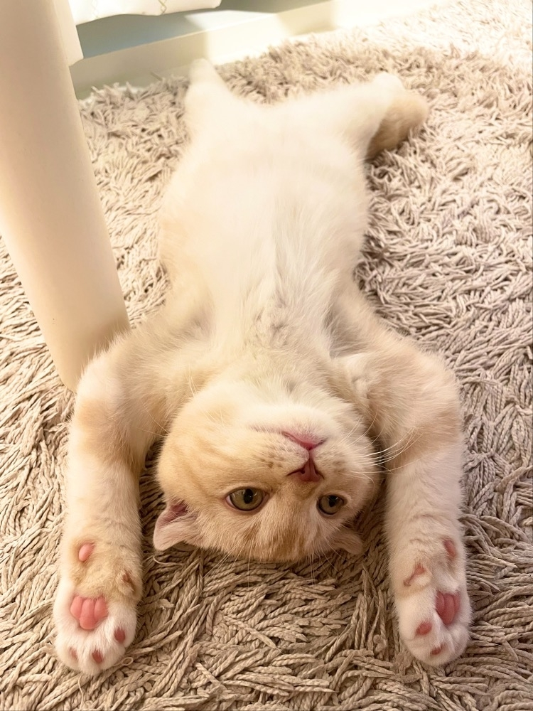 あおい