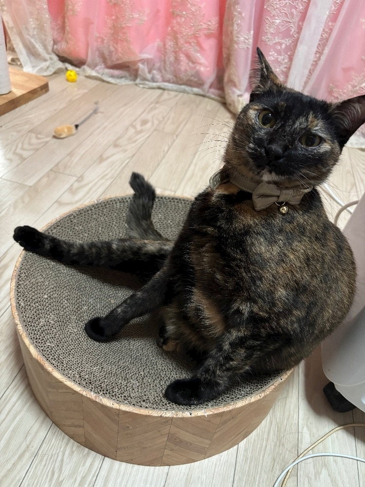 藤花 ゆの