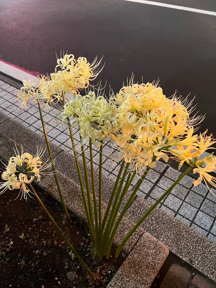 さやか