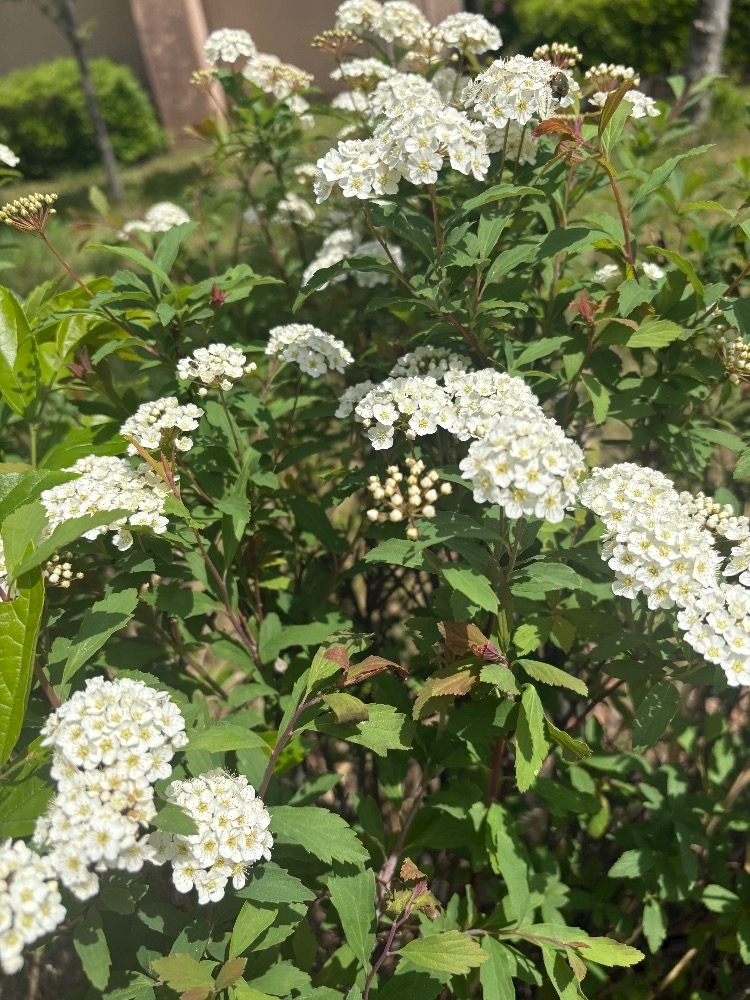 あおい