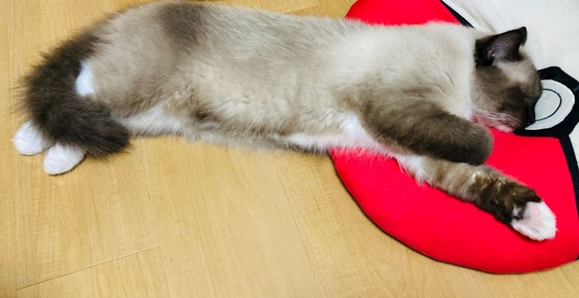 甘眠冠  しの