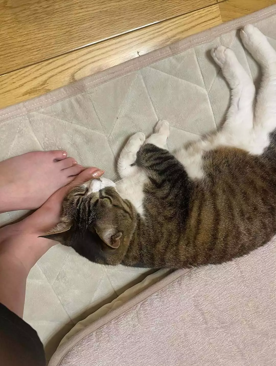 妃華