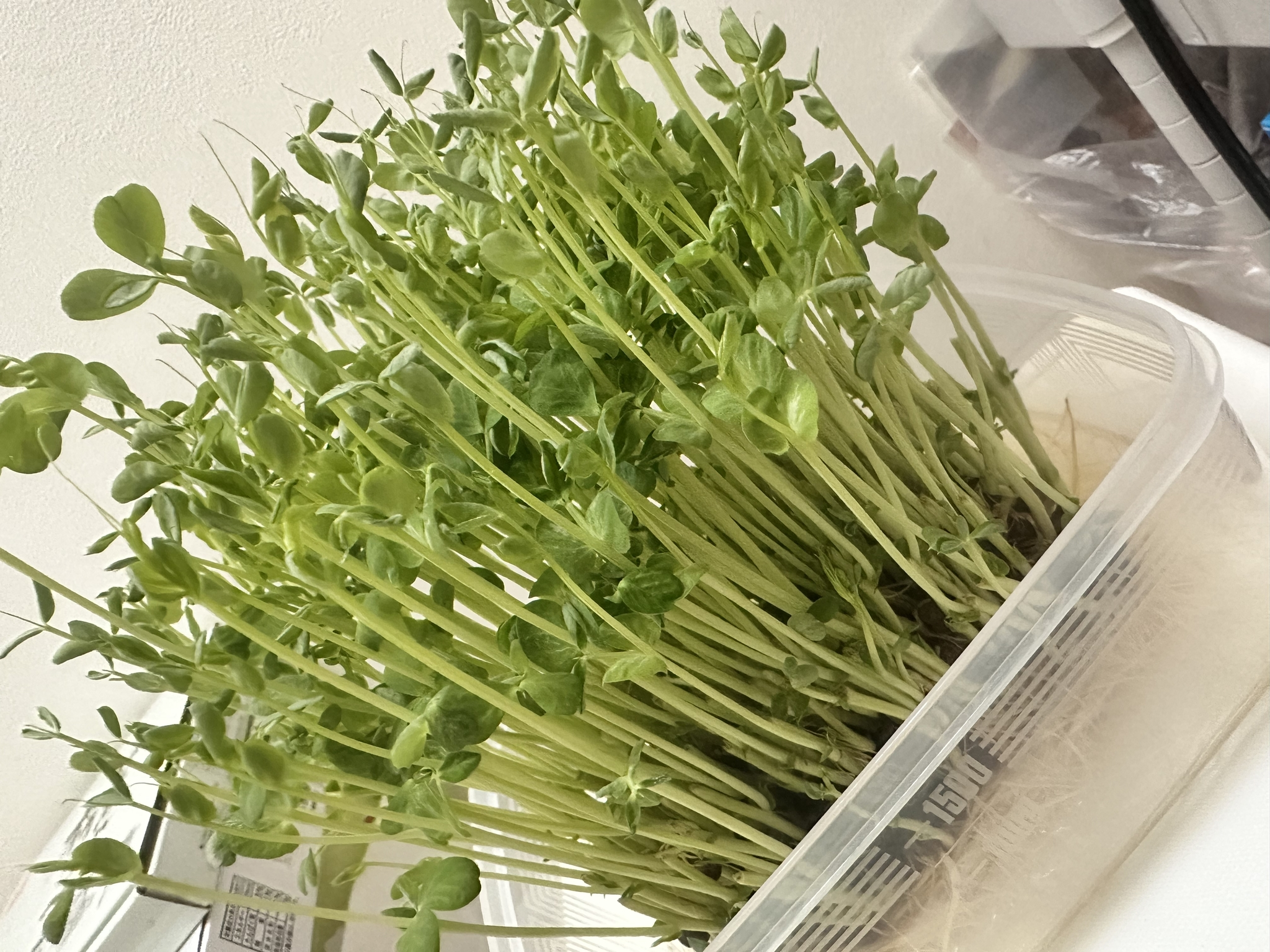 かえで